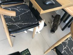 -平行世界·猫咖(首经贸店)