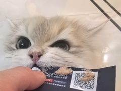 -欣宠猫屋·矮脚拿破仑·蓝金金渐层