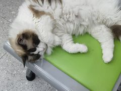 -四月宠物医院·猫专科·心脏专科·内科(转塘店)