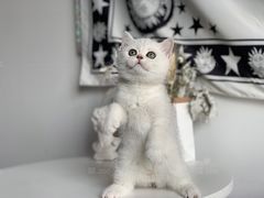 -喵zoo家庭繁育猫舍(尖东智能花园店)