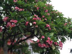 -瓦洛洛传统市场