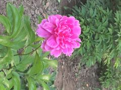 iphone_upload_pic-景山公园