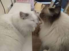-滚猫咖啡·猫咖·猫友好撸猫(未来城店)
