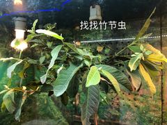 -上海大自然野生昆虫馆(东方明珠·爬宠昆虫探索中心)