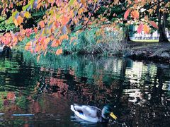 -北海道厅旧本厅舍(旧本庁舎)