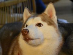 -Husky Go! 哈士奇体验馆·宠物咖啡厅狗咖