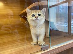 -猫十亿·布偶金渐层·曼基康矮脚猫舍(青年路店)
