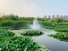 -前关湿地公园