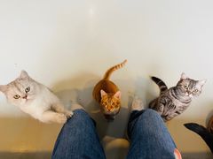 -豆逗聊愈猫阁Easy Life