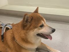 -comecome来吧宠物(奥克斯中心店)