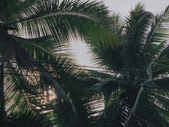 -东郊椰林