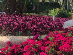 -深圳国际园林花卉博览园