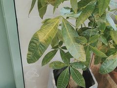 -半岛宠物医院24小时·内窥镜·牙科·碎石中心(府城大道店)