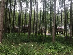 -黄海国家森林公园