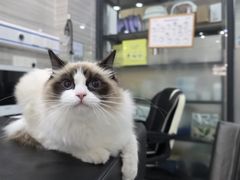-瑞派名望志远动物医院·猫科·內科·异宠专科(直港大道店)