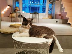 -猫儿山۰猫主题餐厅