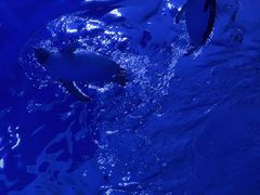 -上海海昌海洋公园