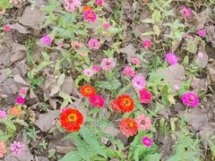 -合肥滨湖国家森林公园