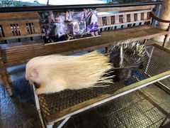 -清迈夜间动物园