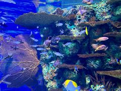 -上海海洋水族馆