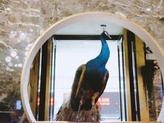 餐具摆设-雀蓝川菜(奥体广场店)