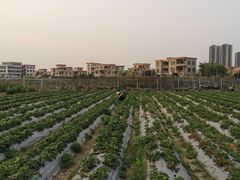 -新地休闲农场