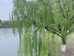 -苏州上方山国家森林公园