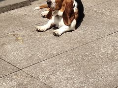 -巴厘龙虾·榜首油焖大虾(洞庭·艺术洋房店)