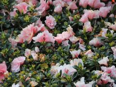 iphone_upload_pic-胡里山炮台