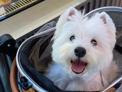 -萌宠之家·腊肠犬·马尔泰·小体犬舍