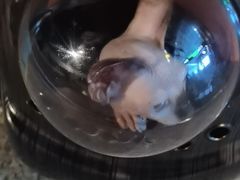 -瑞派紫金宠物医院24小时·骨科·中兽医·重症转诊中心(番禺大石院)
