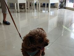 -瑞鹏·疫苗·绝育·宠物医院(广九店)