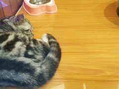 -龟与熊猫宠物公园(南坪店)