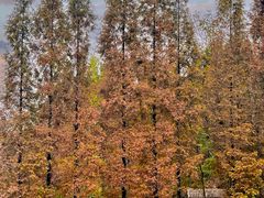 -桤木河湿地公园