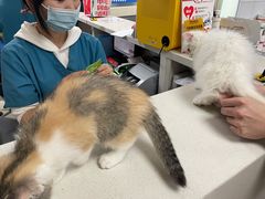 -申普宠物医院·心脏介入·心血管微创(总院)