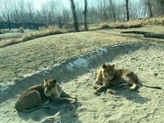 -北京野生动物园