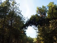 -池杉湖湿地公园