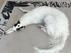 -暖阳宠物医院·犬猫康复中心·骨科