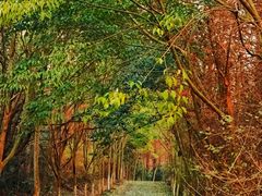 -上海海湾国家森林公园