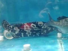 -渡海小渔村.老辈日照菜