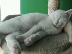 -喵店&猫咖