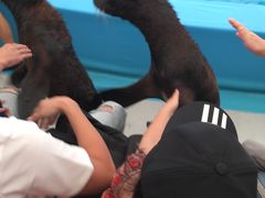 -尼莫海豚馆