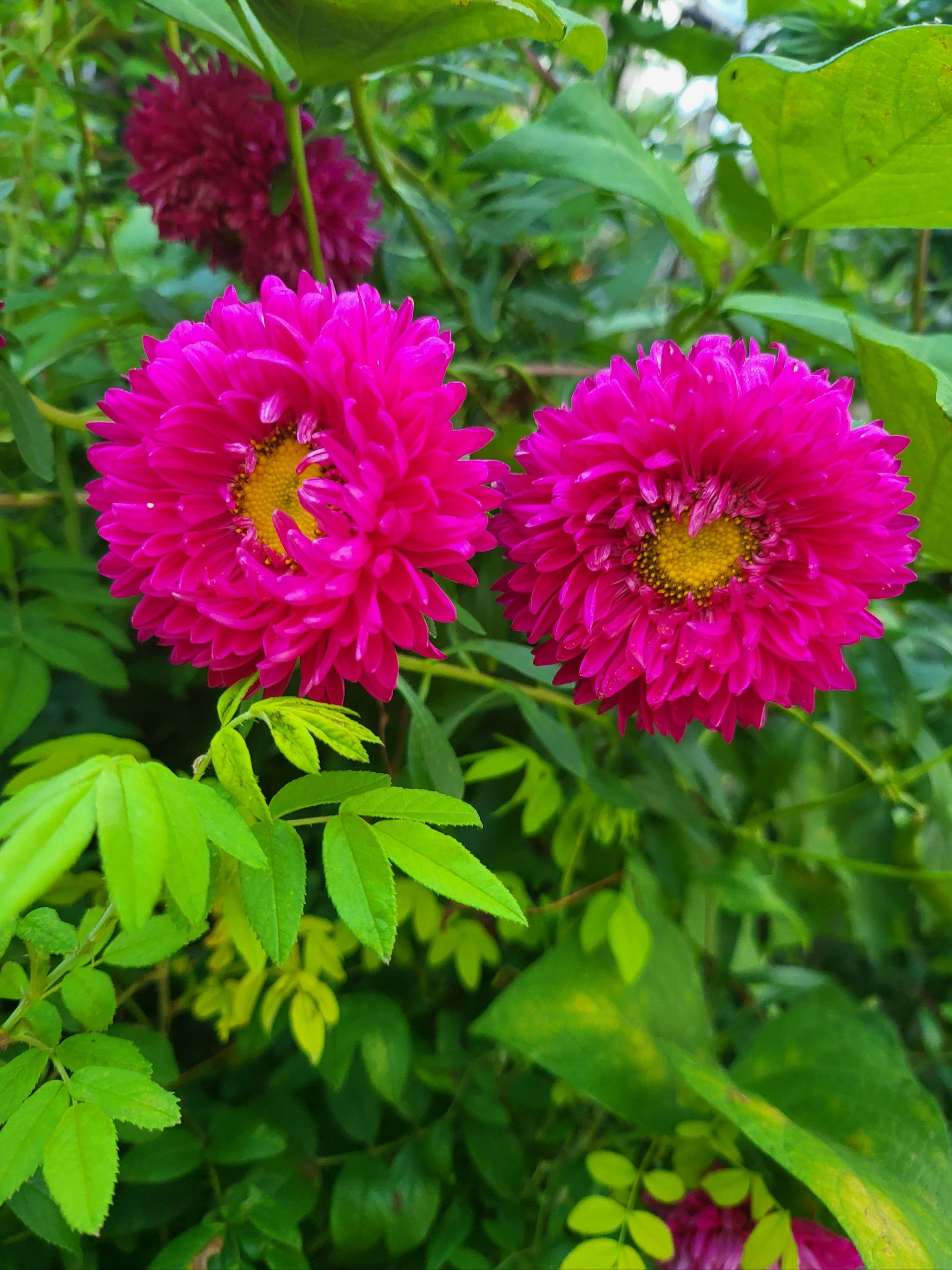 翠菊