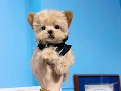 -萌宠之家·腊肠犬·马尔泰·小体犬舍