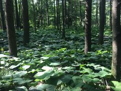 -洛阳白云山景区