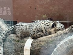 -青藏高原野生动物园