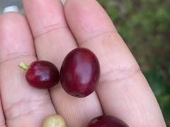 -后谷咖啡有限公司(芒市速溶咖啡粉分公司)