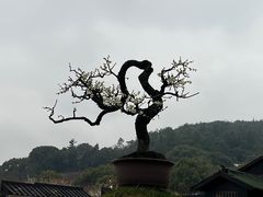-香雪海