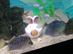 -烟台海昌鲸鲨海洋公园