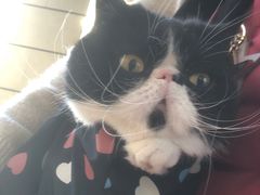 -纳吉亚猫专科动物医院(康都外科中心)